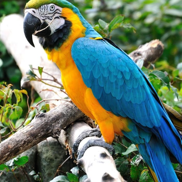Macaw Parrot, Macaw Parrot for sale, Macaw Parrot care, Colorful Macaw birds, Macaw Parrot personality, Large parrot species, Macaw bird intelligence