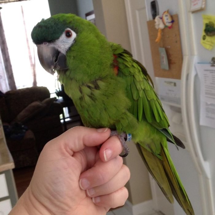 Hahn’s Macaw, Mini macaw, Hahn’s Macaw care, Red-Shouldered Macaw, Small parrot species, Playful companion birds