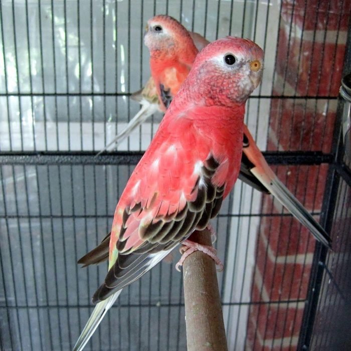 Bourke’s Parakeet, Rosy Bourke, Bourke’s Parakeet care, Bourke’s Parakeet pet, Quiet pet birds, Small companion parrotsBourke’s Parakeet, Rosy Bourke, Bourke’s Parakeet care, Bourke’s Parakeet pet, Quiet pet birds, Small companion parrots